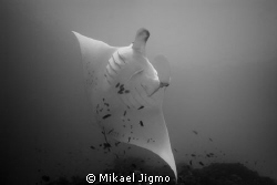 Manta Dance
Wide Angle, Raja Ampat by Mikael Jigmo 